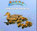 How Ducks Grow Up