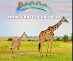 How Giraffes Grow Up