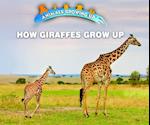 How Giraffes Grow Up