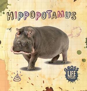 Hippopotamus