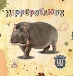 Hippopotamus