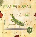 Praying Mantis