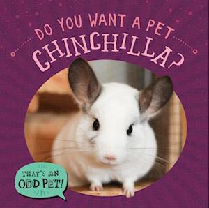 Do You Want a Pet Chinchilla?