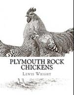 Plymouth Rock Chickens