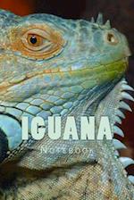 Iguana