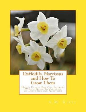 Daffodils, Narcissus and How to Grow Them