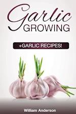 Garlic Growing