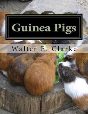 Guinea Pigs