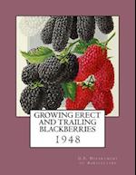 Growing Erect and Trailing Blackberries