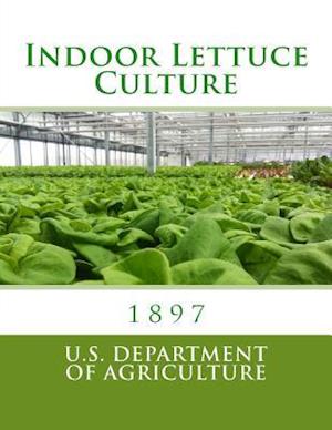 Indoor Lettuce Culture