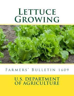 Lettuce Growing