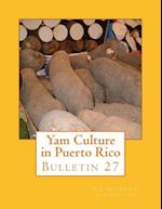 Yam Culture in Puerto Rico