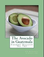 The Avocado in Guatemala