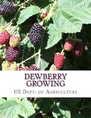 Dewberry Growing