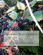 Growing Blackberries