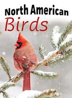 North American Birds 
