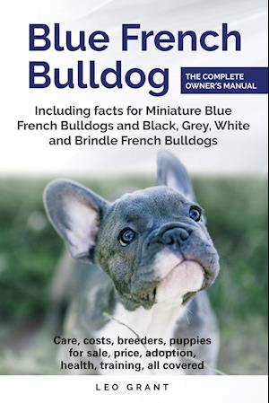 Blue French Bulldog