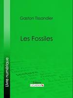 Les Fossiles