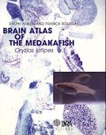 Brain atlas of the medakafish