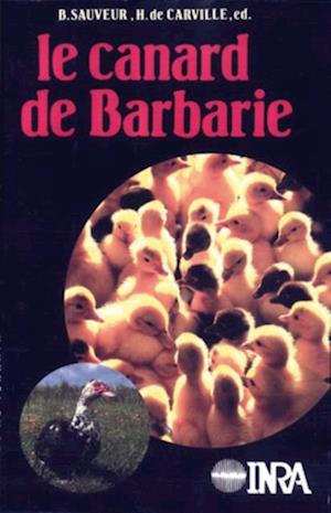 Le canard de Barbarie