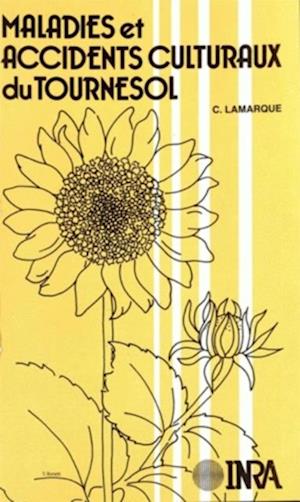 Maladies et accidents culturaux du tournesol