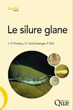 Le silure glane