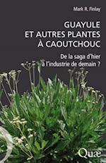 Guayule et autres plantes à caoutchouc