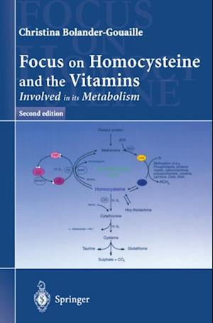 Focus on Homocysteine and the Vitamins