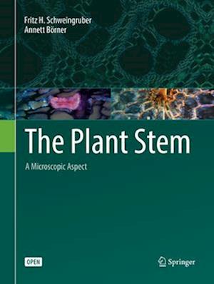 The Plant Stem