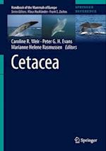 Cetacea