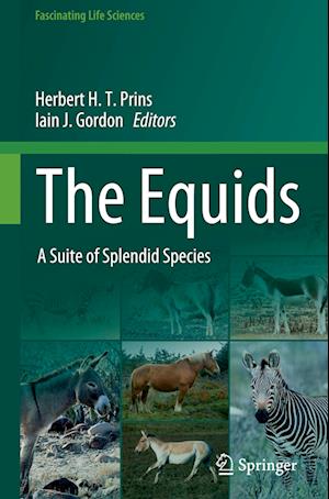 The Equids