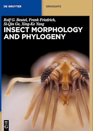 Insect Morphology and Phylogeny