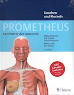 PROMETHEUS LernPoster der Anatomie, Knochen und Muskeln