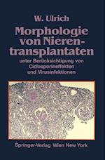 Morphologie von Nierentransplantaten