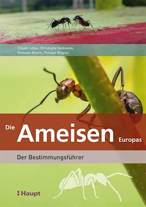 Die Ameisen Europas