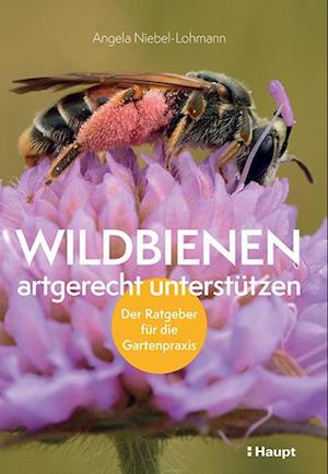 Wildbienen artgerecht unterstützen