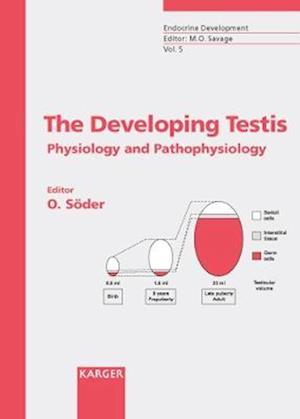 Developing Testis