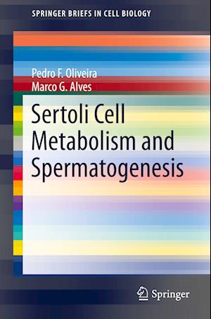 Sertoli Cell Metabolism and Spermatogenesis