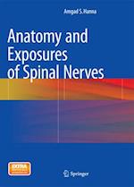 Anatomy and Exposures of Spinal Nerves