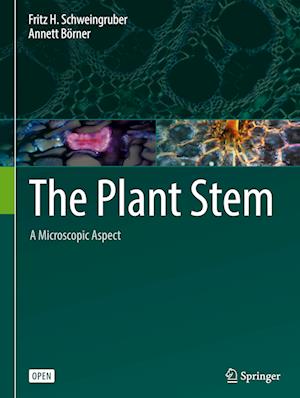 The Plant Stem