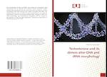 Testosterone and its dimers alter DNA and tRNA morphology