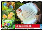 Diskusfische. Die bezaubernden Lieblinge vieler Aquarianer (Wandkalender 2024 DIN A4 quer), CALVENDO Monatskalender
