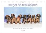 Berger de Brie - Welpen (Wandkalender 2024 DIN A4 quer), CALVENDO Monatskalender
