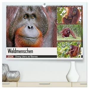 Waldmenschen - Orang Utans auf Borneo (hochwertiger Premium Wandkalender 2024 DIN A2 quer), Kunstdruck in Hochglanz