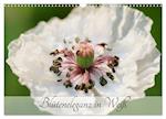 Blüteneleganz in Weiß (Wandkalender 2024 DIN A3 quer), CALVENDO Monatskalender