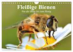 Fleißige Bienen. Von der Blüte bis zum Honig (Wandkalender 2024 DIN A4 quer), CALVENDO Monatskalender