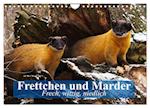 Frettchen und Marder. Frech, witzig, niedlich (Wandkalender 2024 DIN A4 quer), CALVENDO Monatskalender