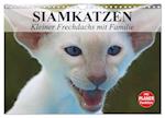 Siamkatzen - Kleiner Frechdachs mit Familie (Wandkalender 2024 DIN A4 quer), CALVENDO Monatskalender