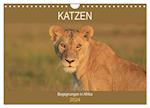 Katzen - Begegnungen in Afrika (Wandkalender 2024 DIN A4 quer), CALVENDO Monatskalender