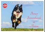 Berner Sennenhunde in Action (Tischkalender 2024 DIN A5 quer), CALVENDO Monatskalender